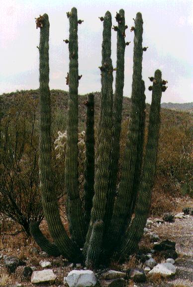 Arizona